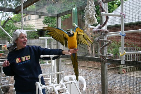 Sandy in the outdoor aviary with a Blue and Gold Macaw perched on her hand
